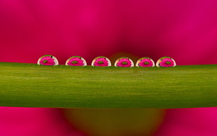 macro photography of pink water dew HD wallpaper