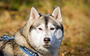 selective focus photography of white and grey Siberian Husky