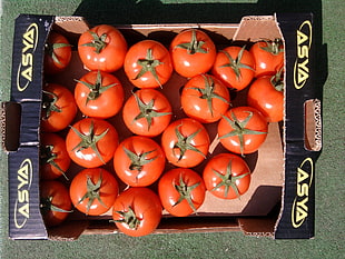 closeup photo of Asya tomato box