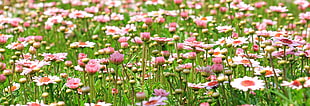 field of pink petaled flower at daytime HD wallpaper