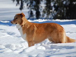 brown coated dog