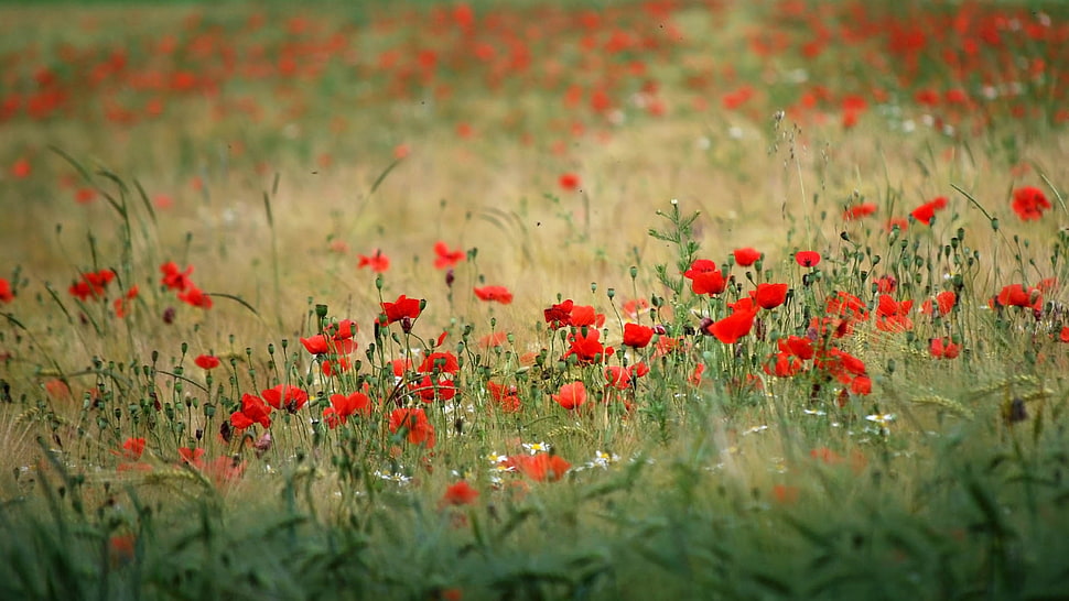 red petaled flowers field HD wallpaper