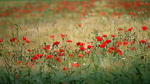red petaled flowers field