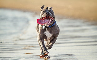 showing of gray and white American pitbull