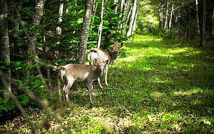 two deers in forest