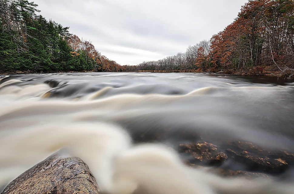 photography of river between trees HD wallpaper