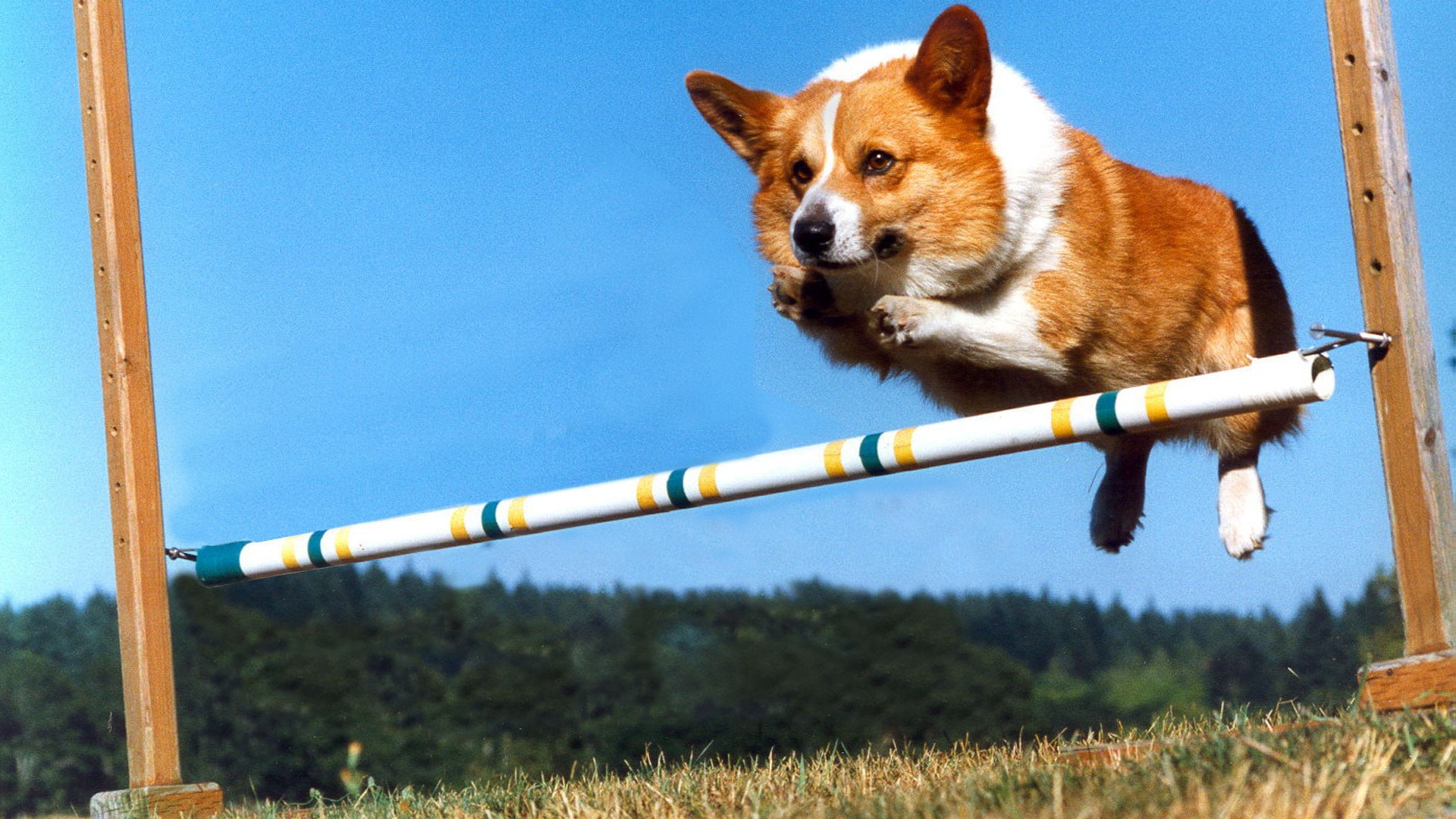 adult brown and white corgi, Corgi, dog, Collie