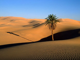 green palm tree on desert