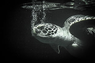underwater photo of sea turtle