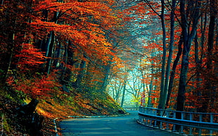 gray concrete road between orange leaf trees during daytime