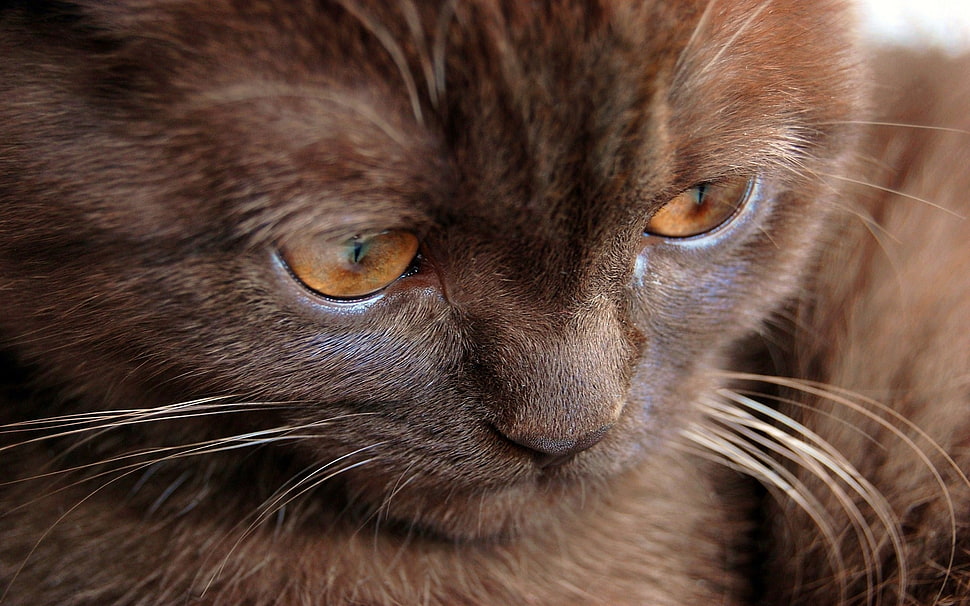 short-fur brown cat close-up photography HD wallpaper