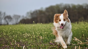 medium long-coated brown and white dog, dog, animals, running, field HD wallpaper