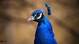 blue peafowl selective photography