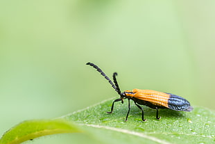 closeup photography of Banded Net-wing Beetle on green leaf