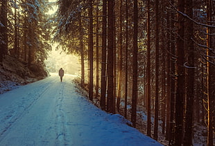 person walking in pathway of trees HD wallpaper
