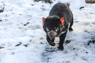 black animal walking on snowfield, tasmanian devil
