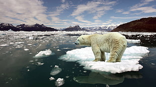 Polar bear, nature, animals, polar bears