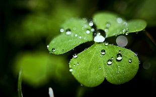 focused photo of clover HD wallpaper