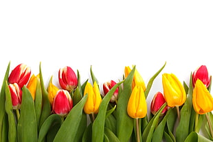 negative space photography of yellow and red tulips HD wallpaper