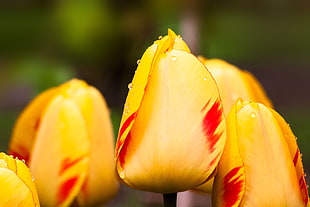 macro photography of yellow tulip flowers