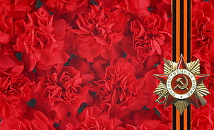 photo of red star bow with red flower background HD wallpaper