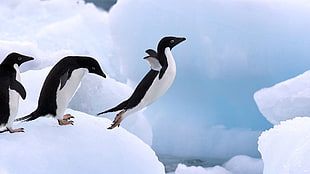 Penguin about to jump on water infront of Penguin standing beside him HD wallpaper