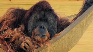 brown monkey lying on hammock