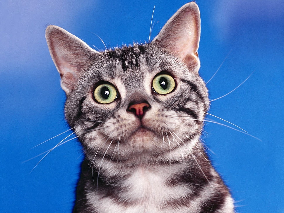 silver tabby cat HD wallpaper
