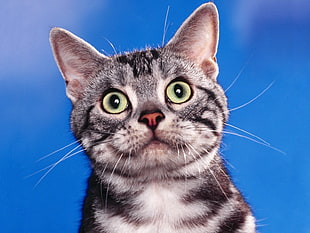 silver tabby cat