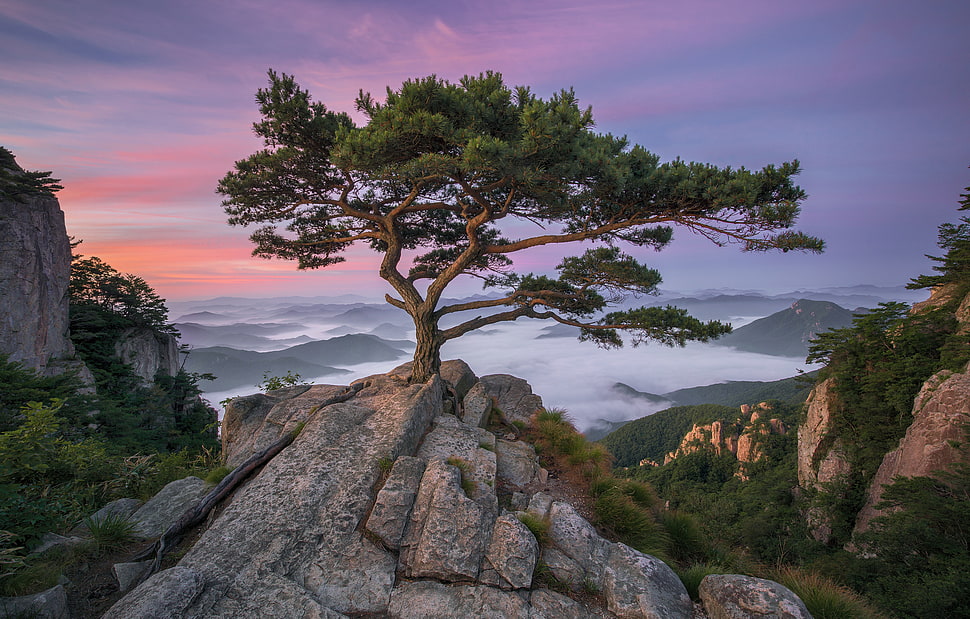 green tree, trees, pine trees, landscape, sky HD wallpaper