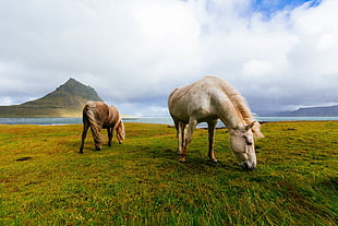 two brown and white horse eating on grass field during daytime HD wallpaper