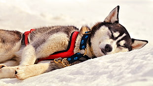 adult white and gray Siberian husky, Siberian Husky , sleep, dog, snow