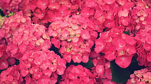 pink million dollar flowers, flowers, pink flowers, plants HD wallpaper