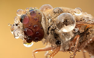 closeup photo of housefly with dew drops