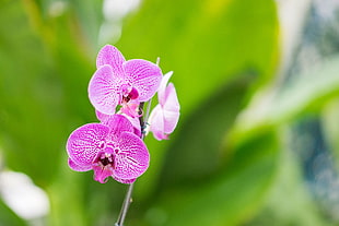 selective focus photography of moth orchid
