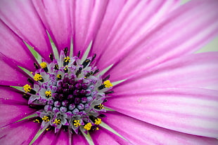 close up photo purple petaled flower
