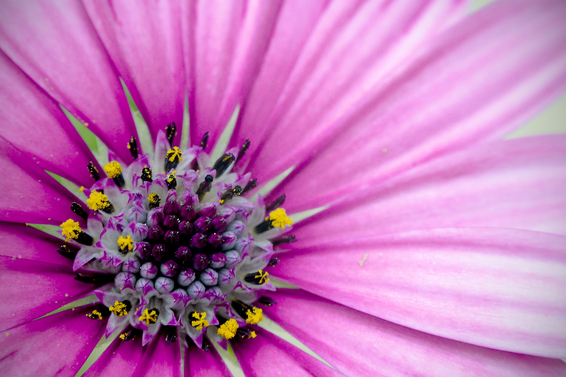 3840x2160 resolution | close up photo purple petaled flower HD ...