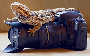 brown bearded dragon on black Canon DSLR camera photography