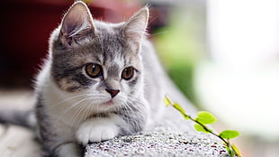 brown and white tabby kitten, cat, animals