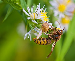 photo of yellow and black wasp on white petaled flowers, hornet