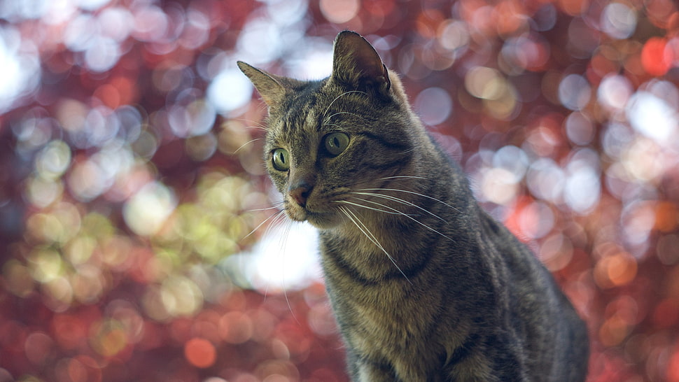 gray tabby cat, animals, cat HD wallpaper
