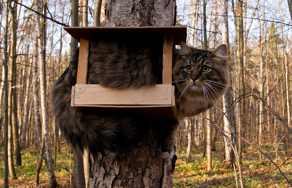 silver tabby cat on cat tree HD wallpaper