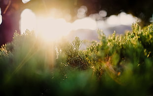 green leafed plants, photography, sun rays, grass, plants