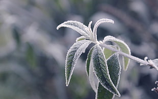 green leafed plant tilt-shift lens photography HD wallpaper