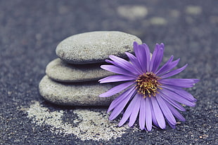 purple Aster flower beside stones HD wallpaper