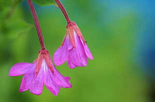 two purple flowers in shallow focus photography