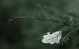 selective focus photography of green leaf on cypress tree