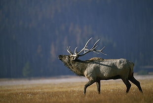 gray Elk on brown grass during daytime, arkansas