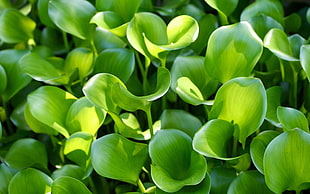 green leaf plant HD wallpaper