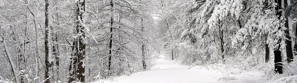 snow covered pathway between tall trees HD wallpaper